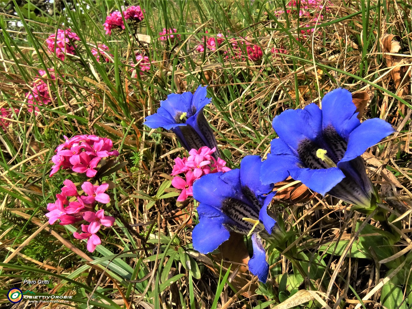 47 Gentiana clusii (Genziana di Clusius) con Daphne cneorum (Cneoro).JPG